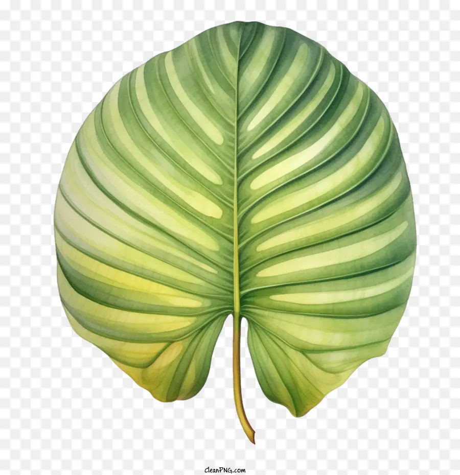 Palmiye Yaprağı，Yaprak PNG