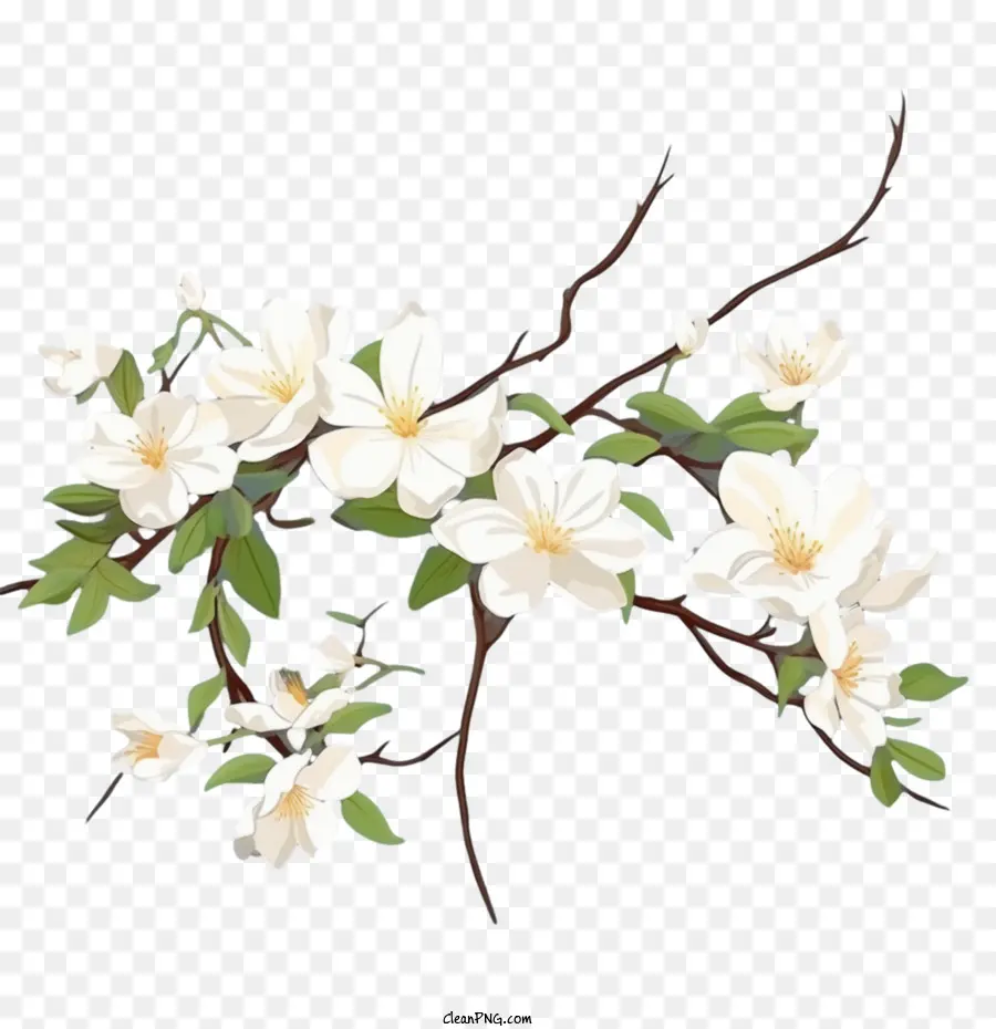 Yasemin çiçeği，Beyaz PNG
