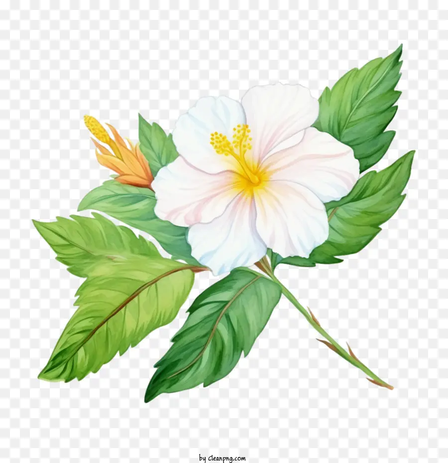 çiçek，Beyaz Hibiscus çiçeği PNG