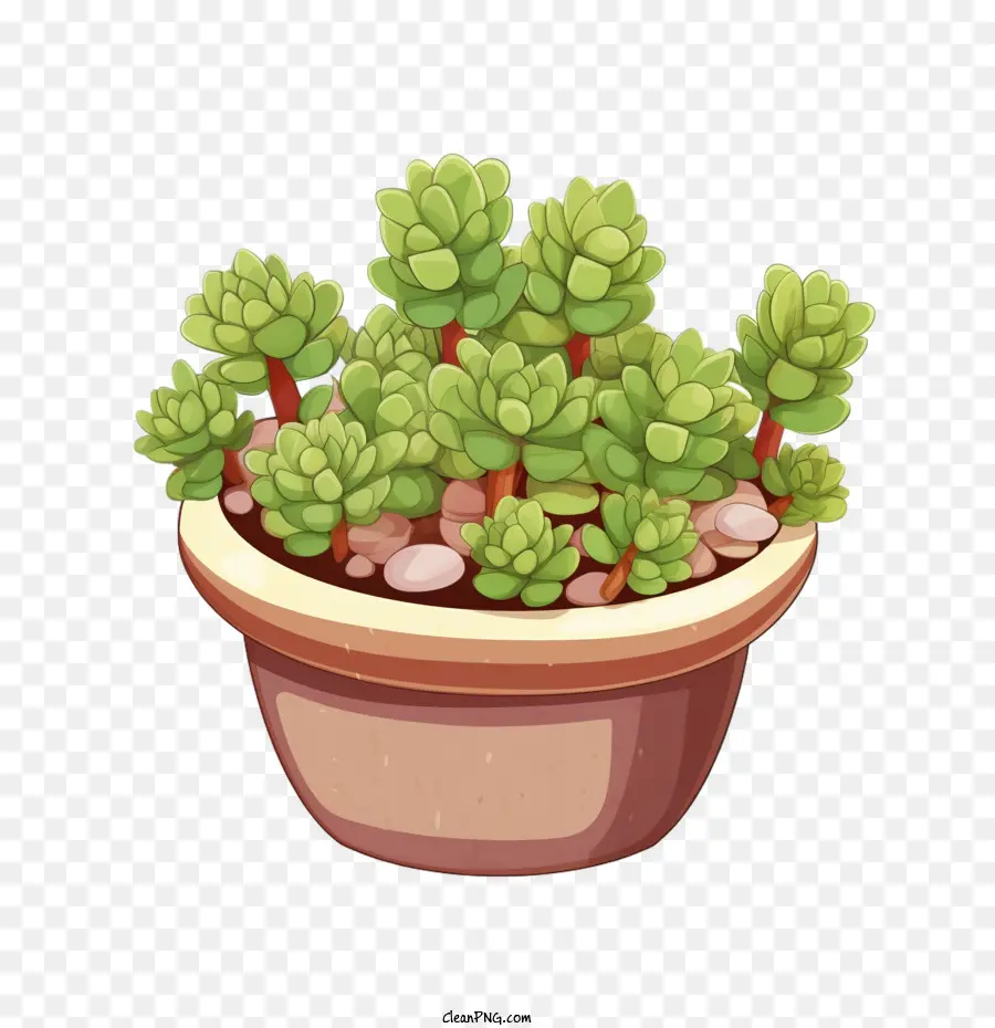 Graptosedum Çeşitleri，Saksı Bitkisi PNG