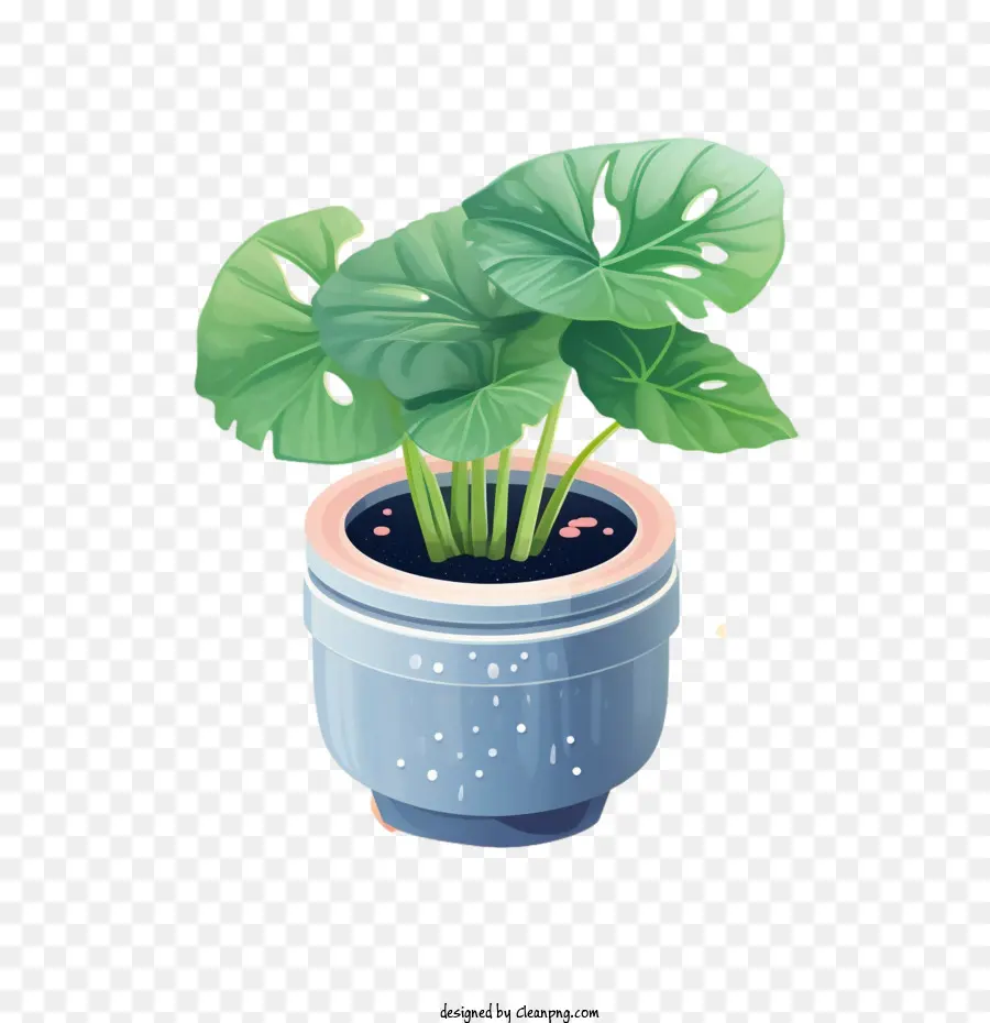 Alocasia Bitkisi，Saksı Bitkisi PNG