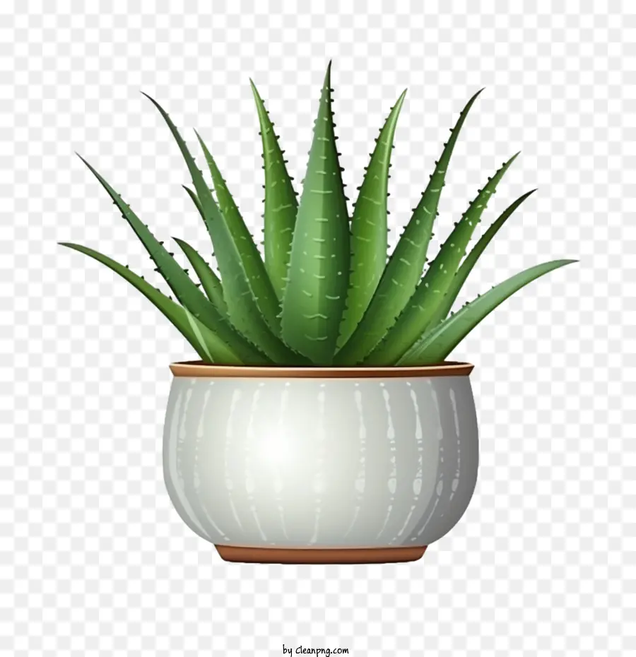 Aloe Vera，Yeşil Aloe Vera PNG