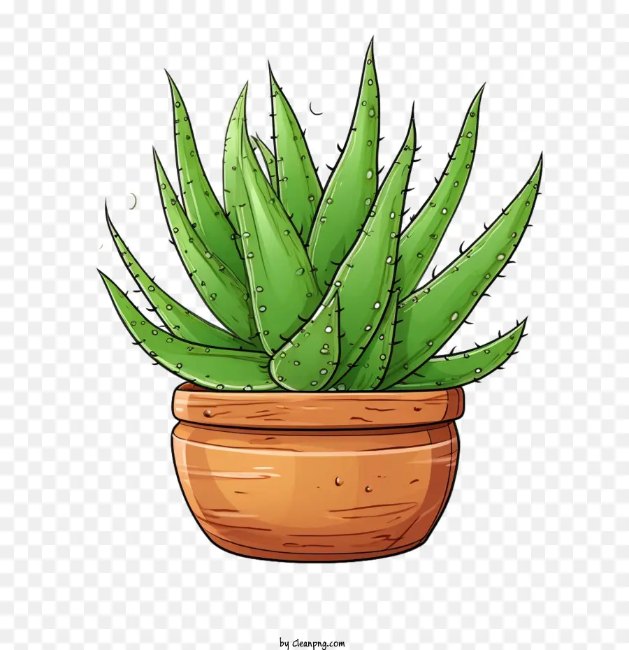 Aloe Vera，Yeşil Aloe Vera PNG