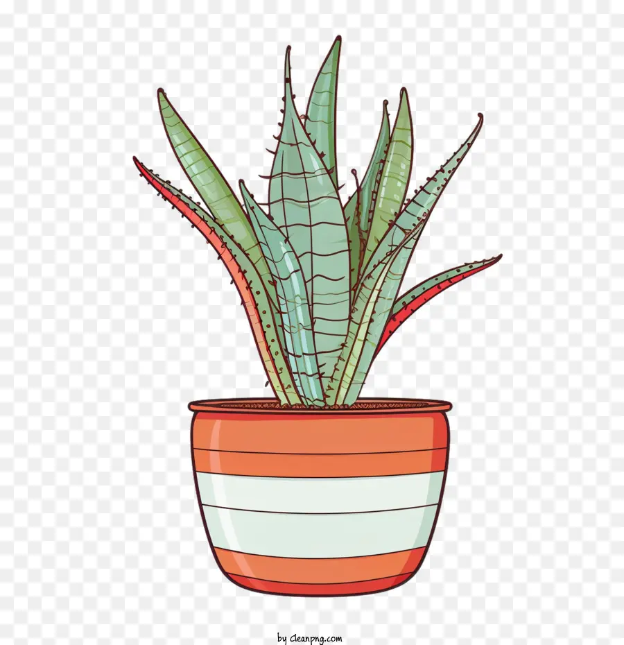 Aloe Vera， PNG