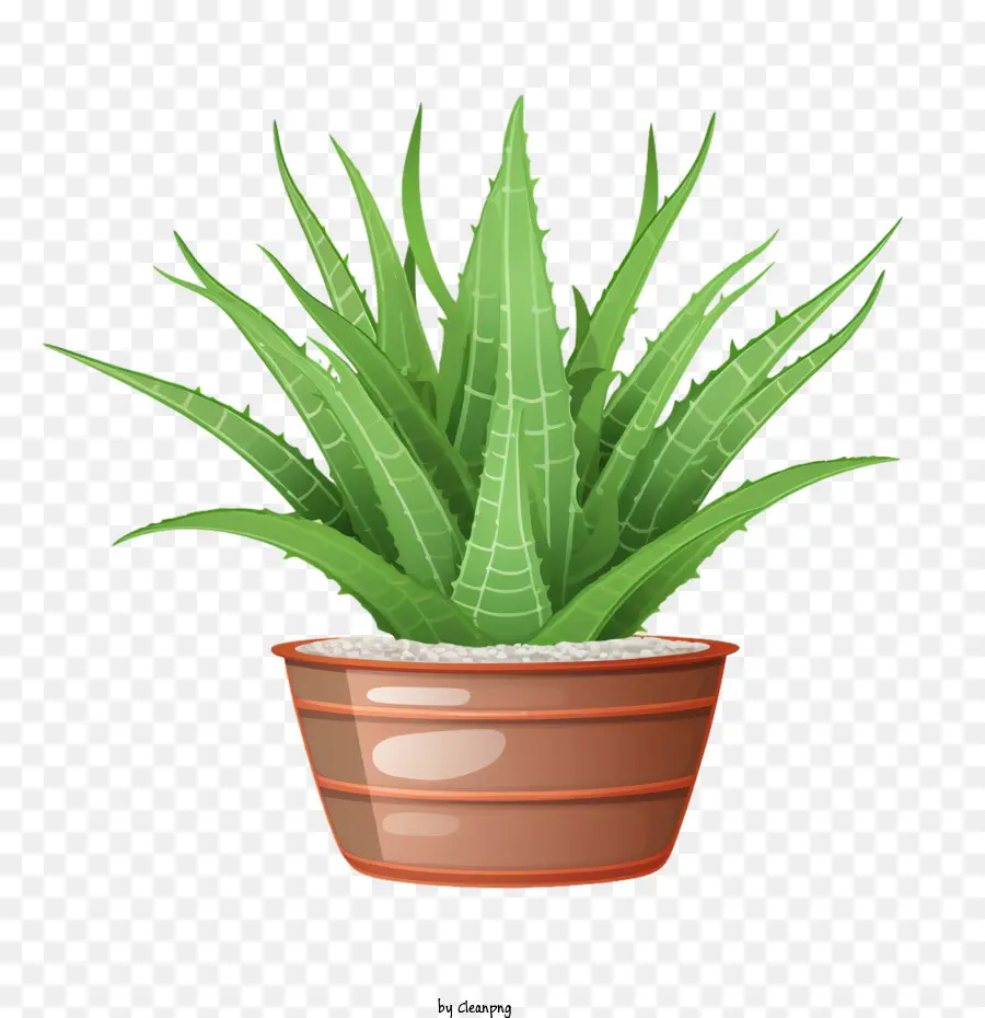 Aloe Vera，Saksı Bitkisi PNG