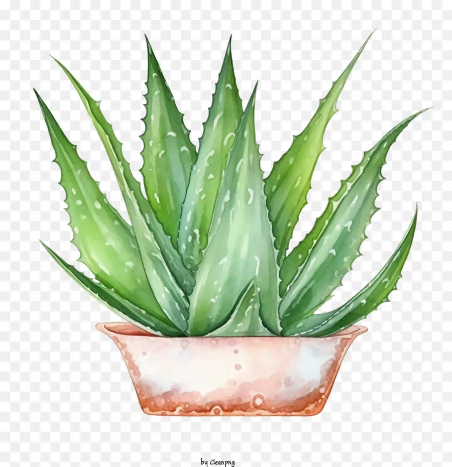 Aloe Vera，Etli PNG