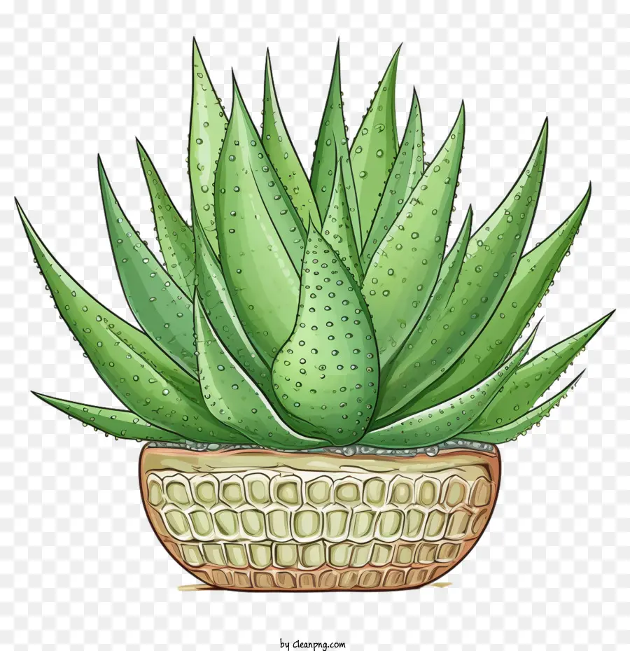 Aloe Vera，Etli PNG