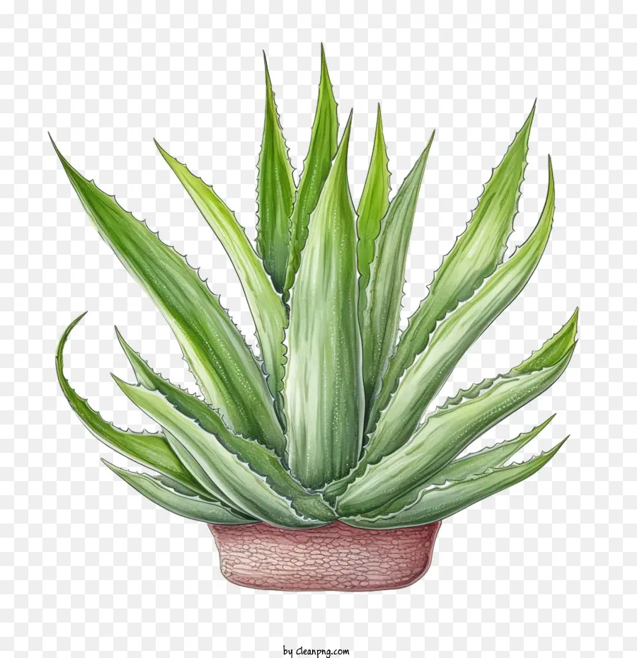 Aloe Vera，Etli Bitki PNG