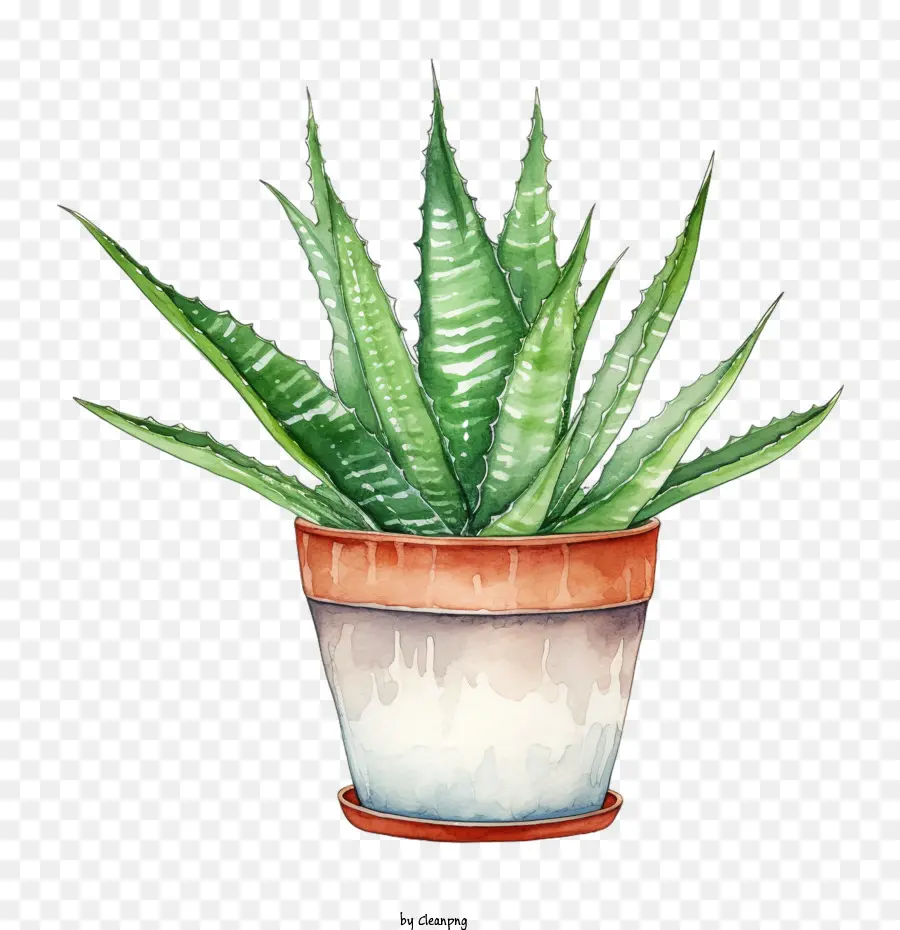 Aloe Vera，Yeşil Aloe Vera PNG