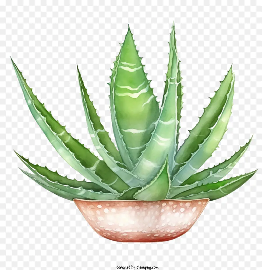 Aloe Vera，Yeşil Aloe Vera PNG