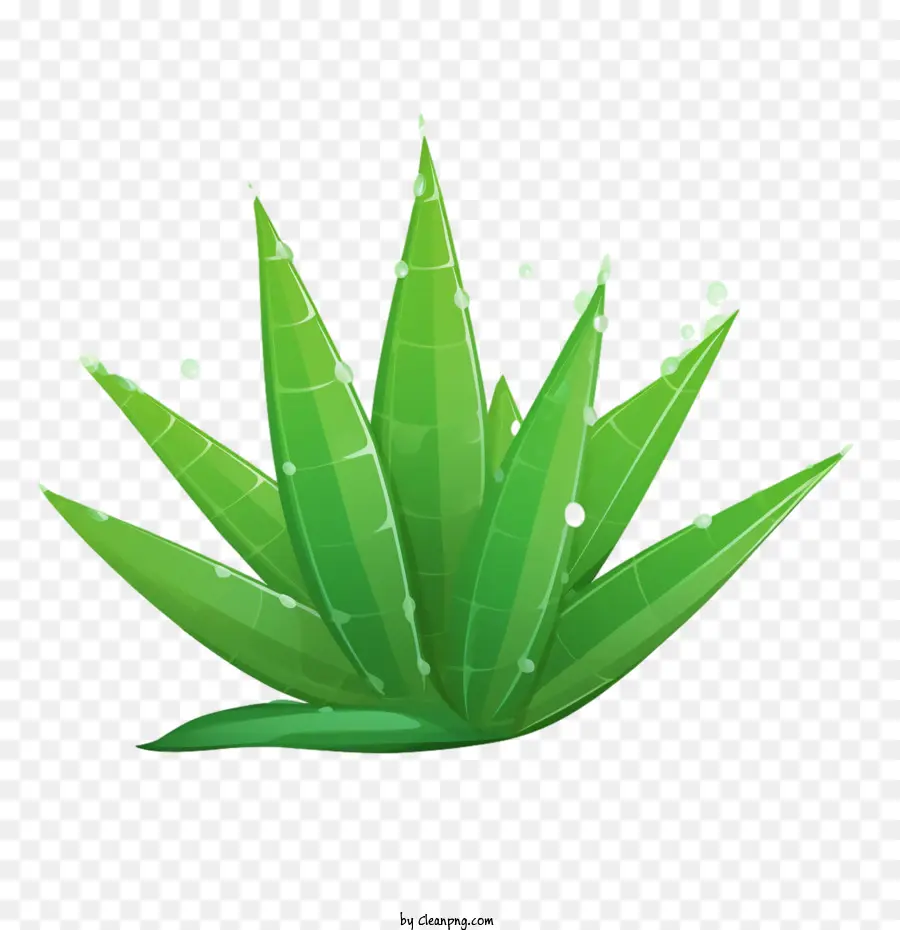 Aloe Vera，Yeşil PNG