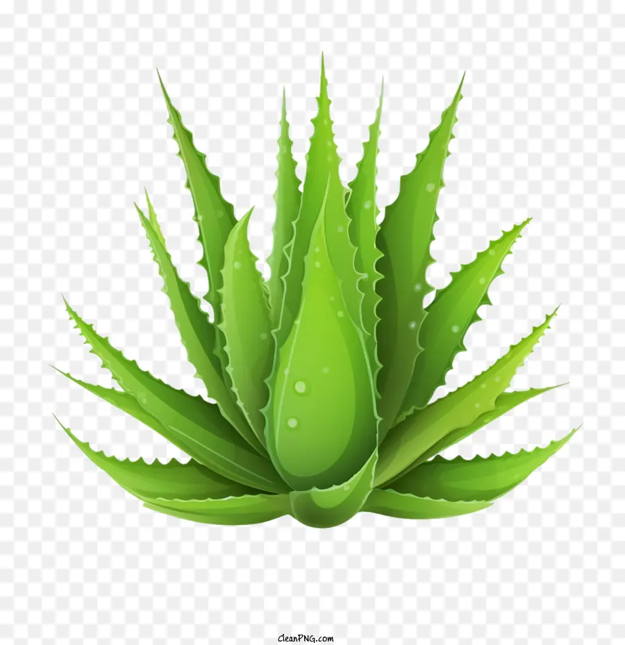 Aloe Vera，Bitki PNG