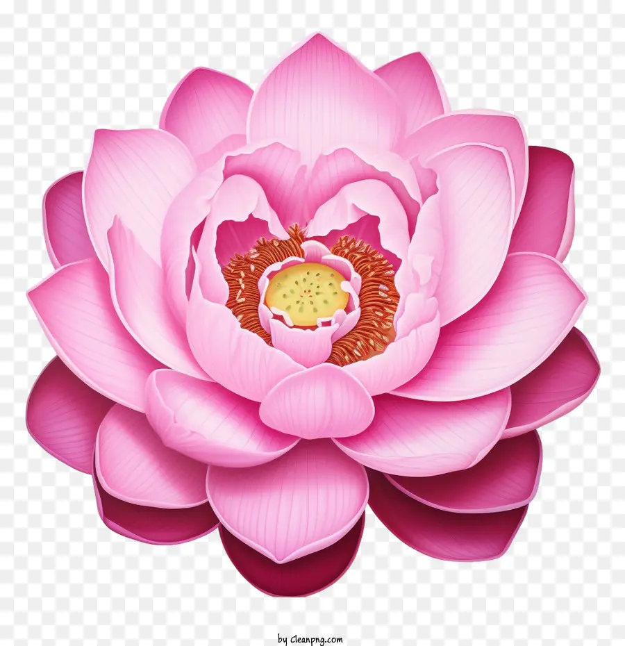 Lotus çiçeği，Lotus PNG