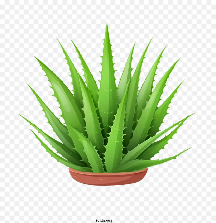 Aloe Vera，Yeşil Aloe Vera PNG