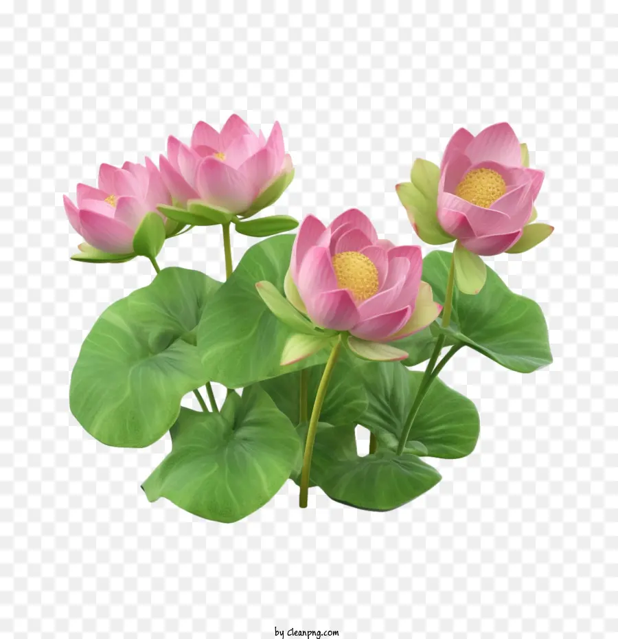 Nilüfer Çiçeği，Pembe Lotus PNG