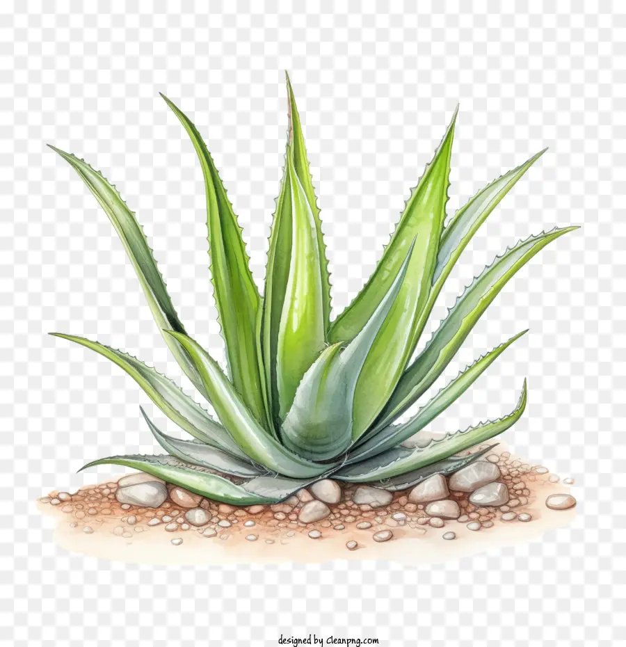 Aloe Vera，Yeşil PNG