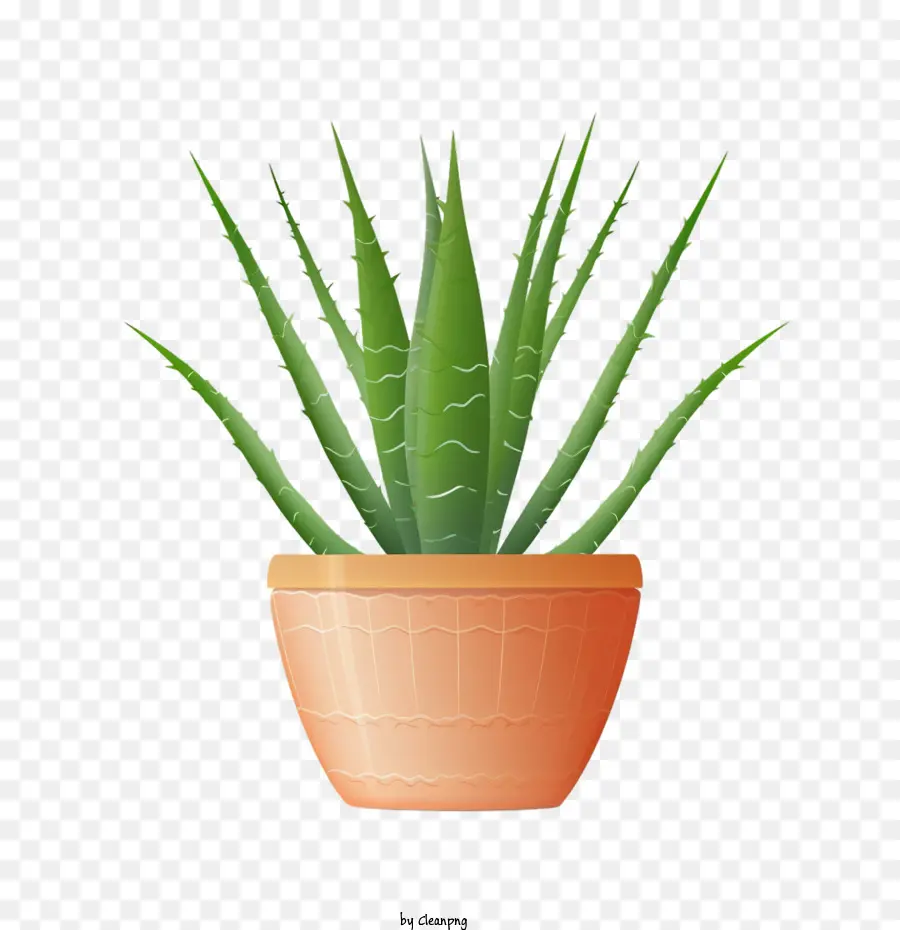 Aloe Vera，Saksı Bitkisi PNG