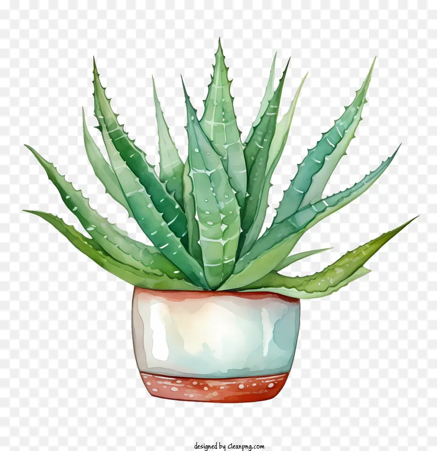 Aloe Vera，Yeşil Aloe Vera PNG