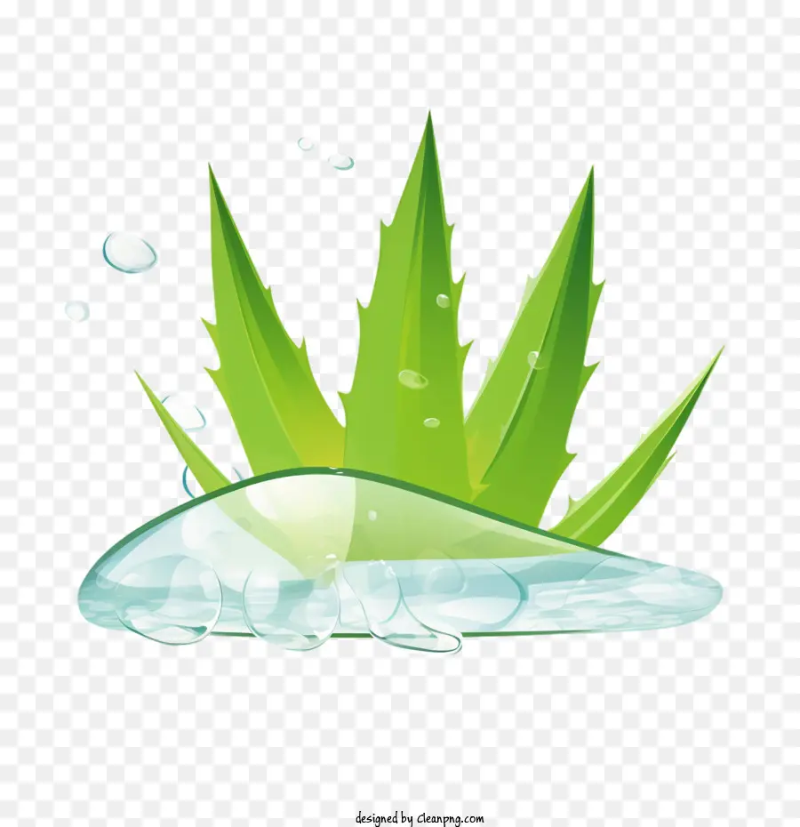 Aloe Vera，Yeşil PNG