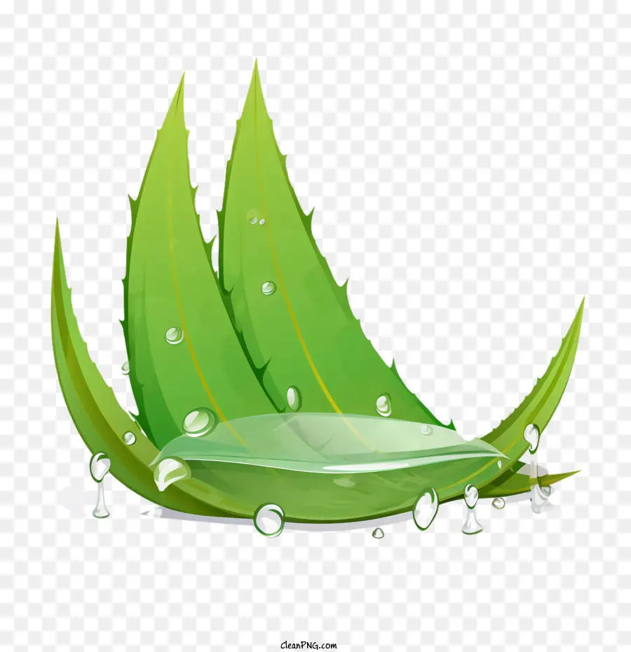 Aloe Vera，Yeşil Yaprakları PNG
