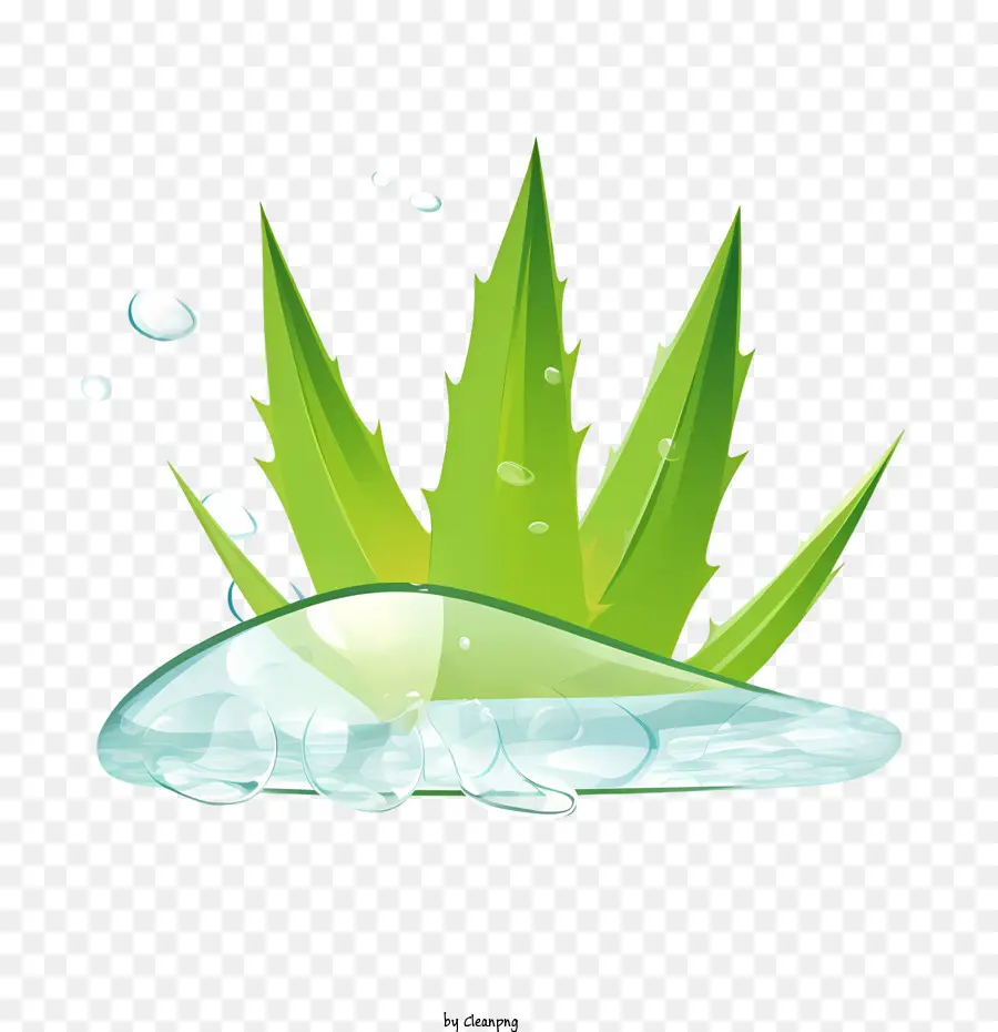 Aloe Vera，Yeşil PNG