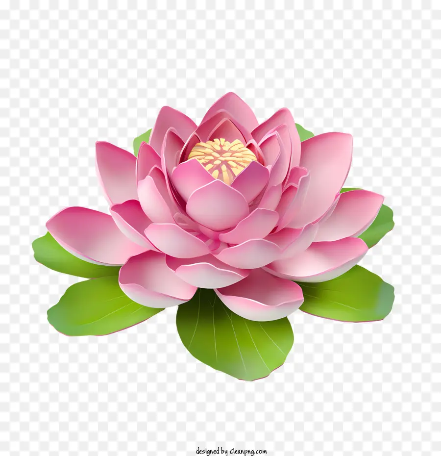 Lotus çiçeği，Pembe Lotus PNG