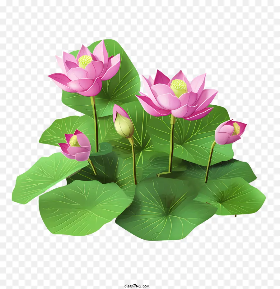 Lotus çiçeği，çiçek PNG