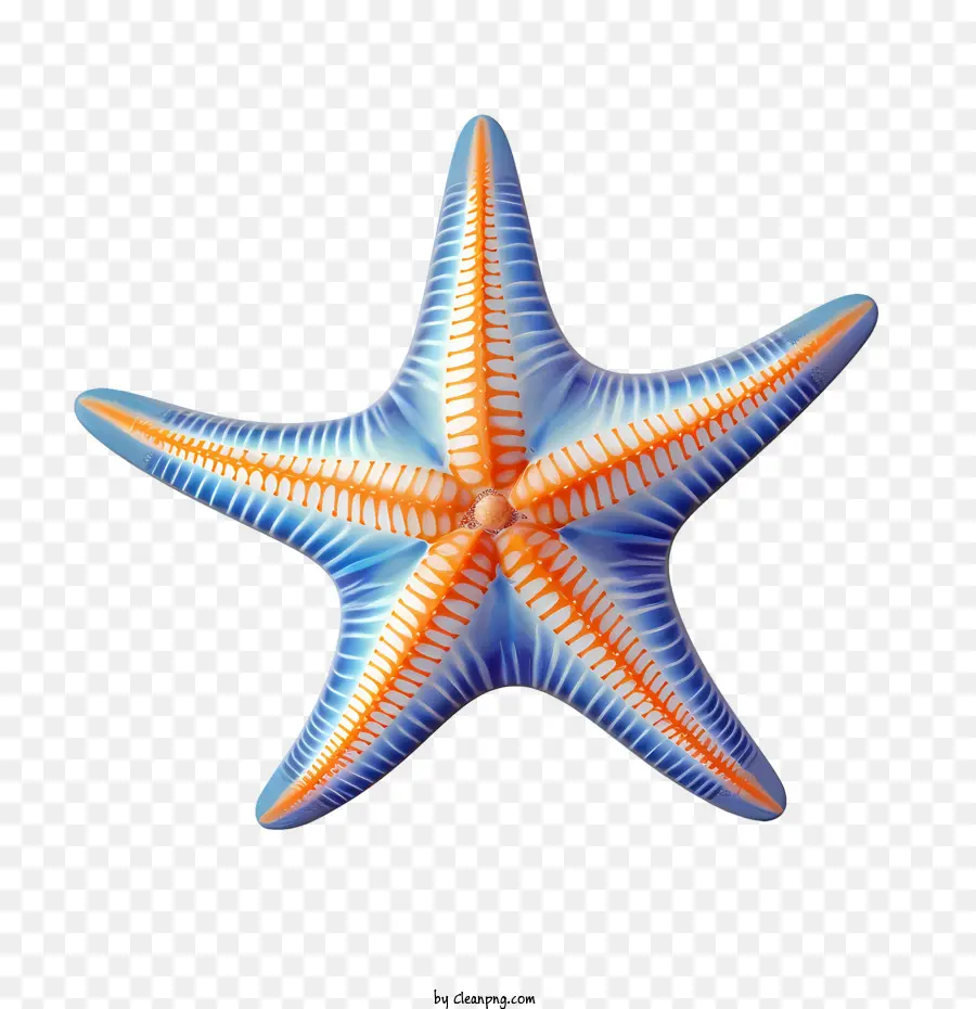 Denizyıldızı，Denizcilik PNG