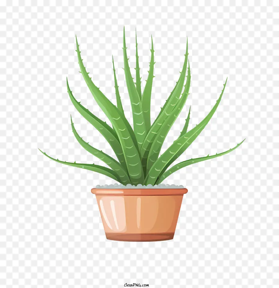 Aloe Vera，Yeşil Aloe Vera PNG