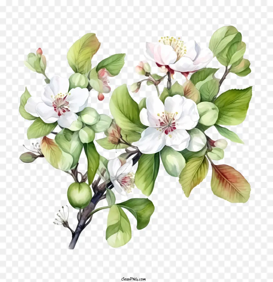 Elma çiçeği，Kiraz çiçekleri PNG
