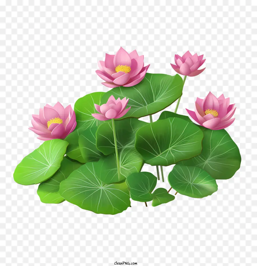 Lotus çiçeği，Nilüfer PNG