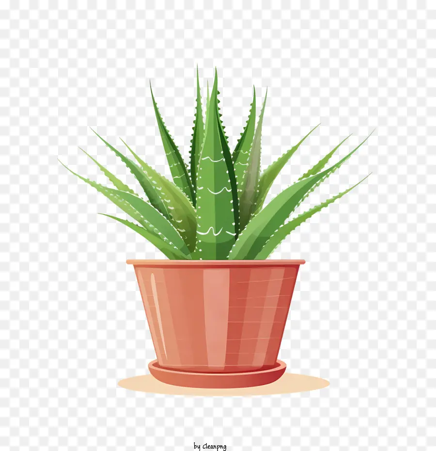 Aloe Vera，Yeşil Aloe Vera PNG