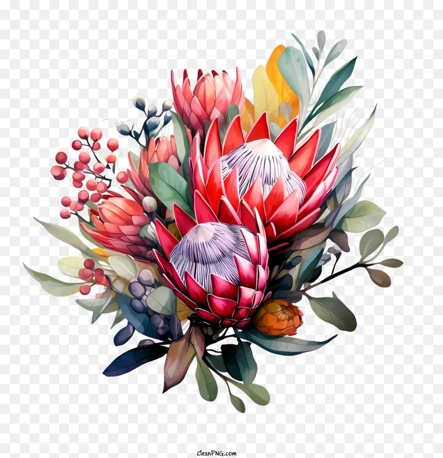 Protea çiçek，çiçek PNG