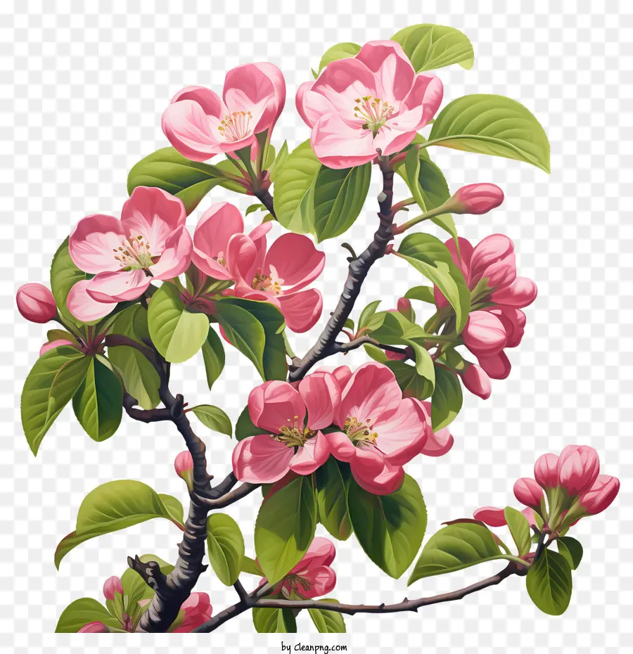 Elma çiçeği，çiçekli Ağaç PNG