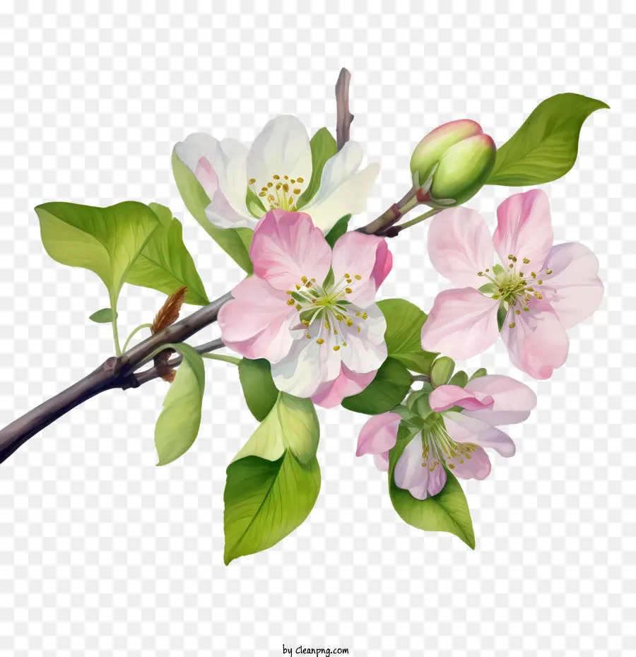 Elma çiçeği，Şube PNG