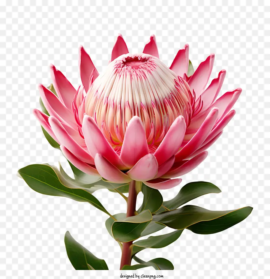Protea çiçek，Pembe PNG