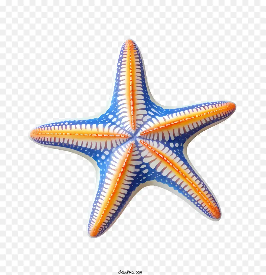 Denizyıldızı，Okyanus PNG