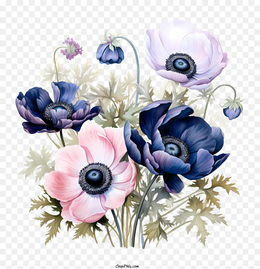 Anemon çiçeği，çiçek PNG