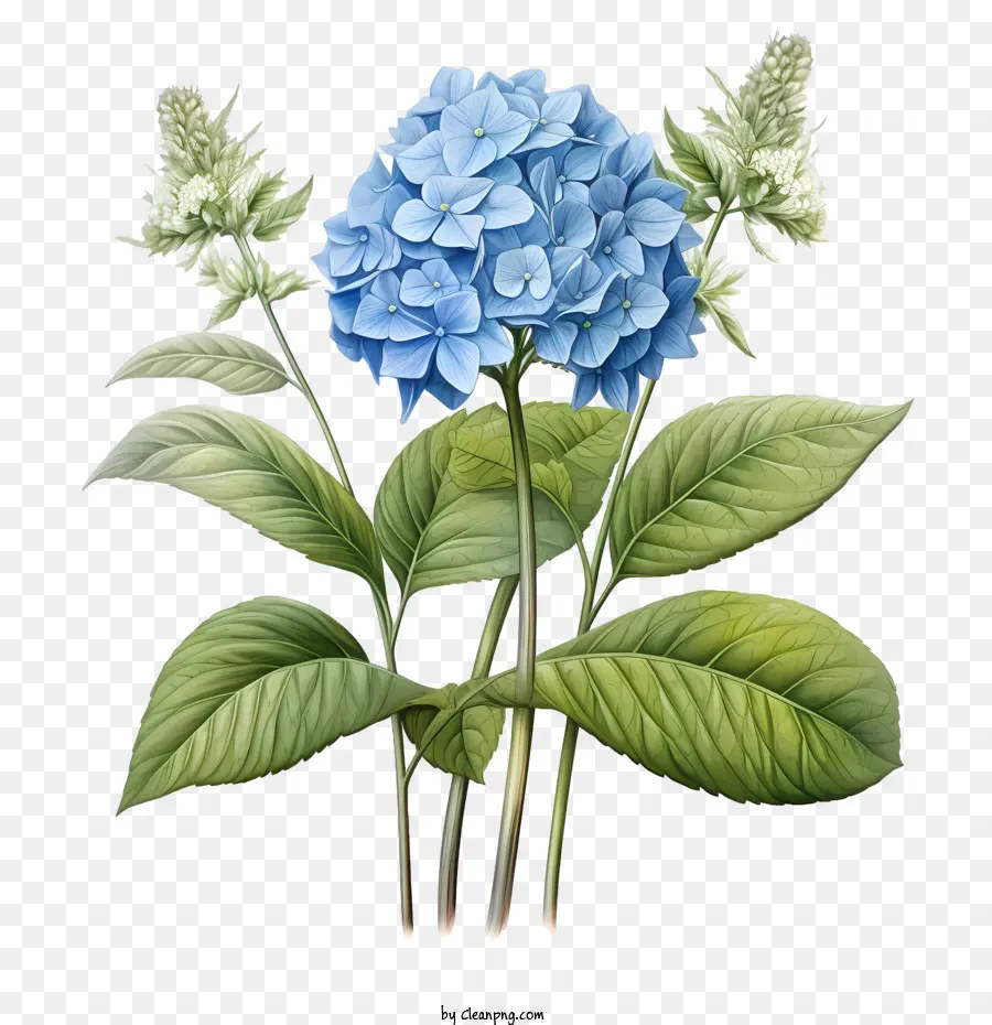 Ortanca çiçek，Mavi PNG