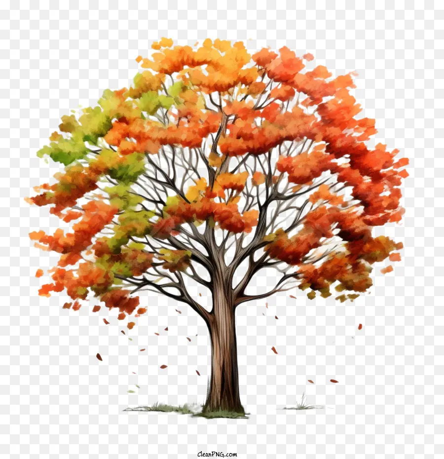 Sonbahar Ağacı，Sonbahar PNG