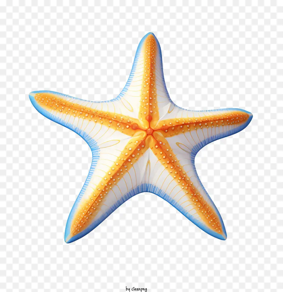 Denizyıldızı，Deniz Yaratığı PNG