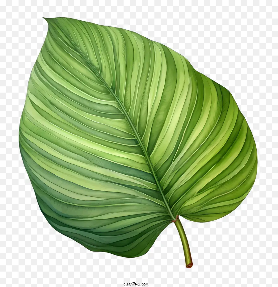 Tropikal Yaprak，Yeşil PNG