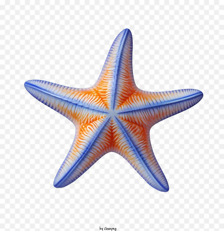 Denizyıldızı，Okyanus PNG