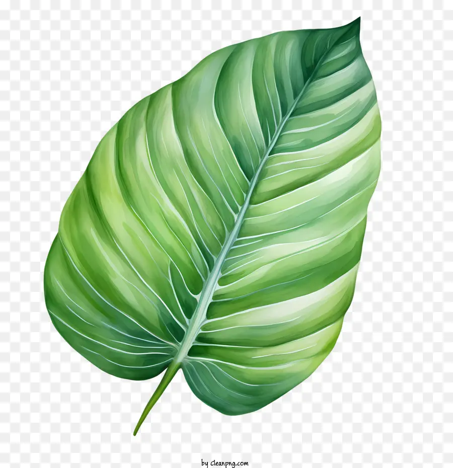 Tropikal Yaprak，Yeşil PNG