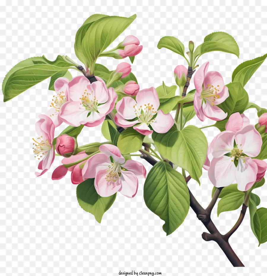 Elma çiçeği，Elma çiçekleri PNG