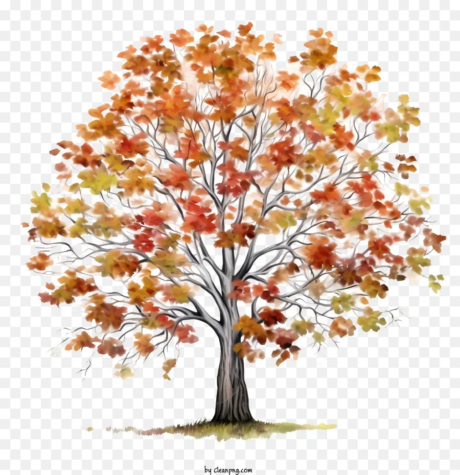 Sonbahar Ağacı，Renkli PNG