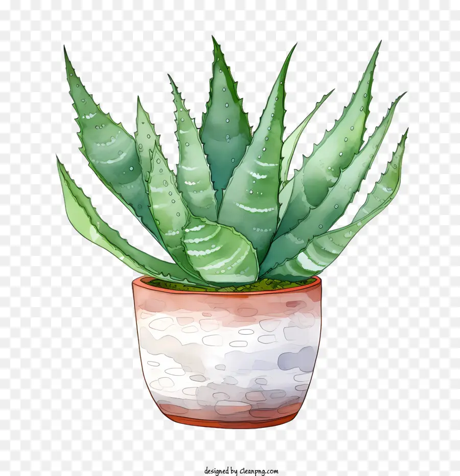 Aloe Vera，Yeşil Etli PNG