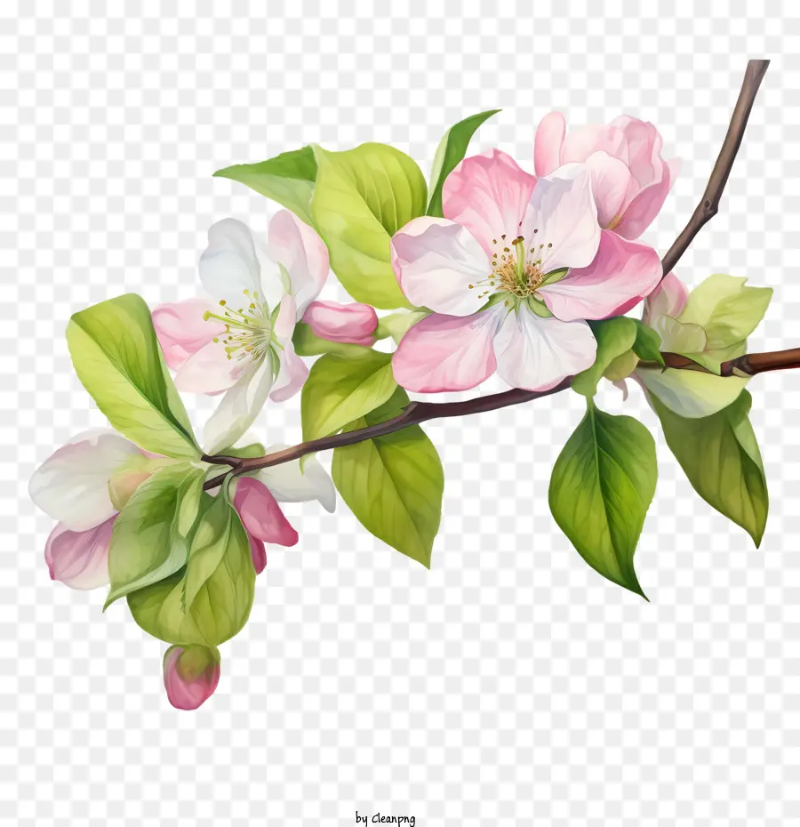 Elma çiçeği，çiçek PNG