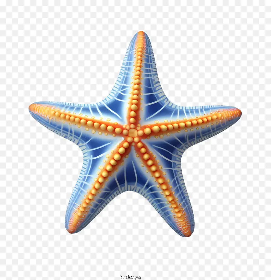 Denizyıldızı，Mavi PNG