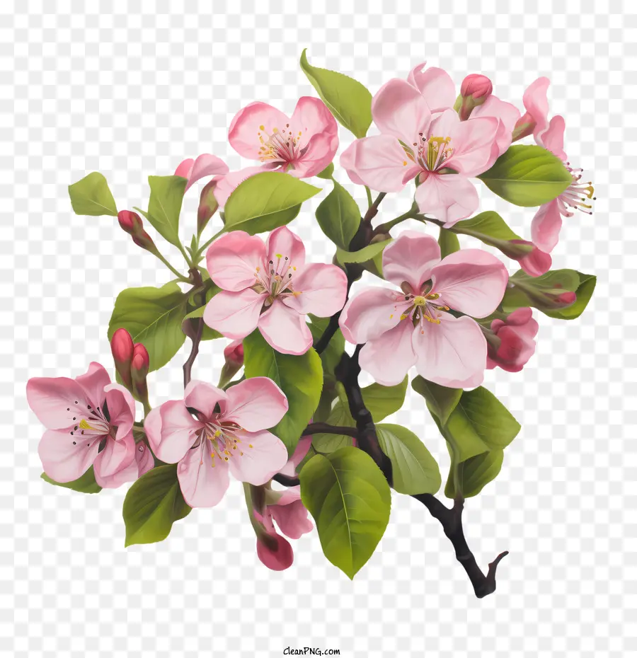 Elma çiçeği，Pembe PNG